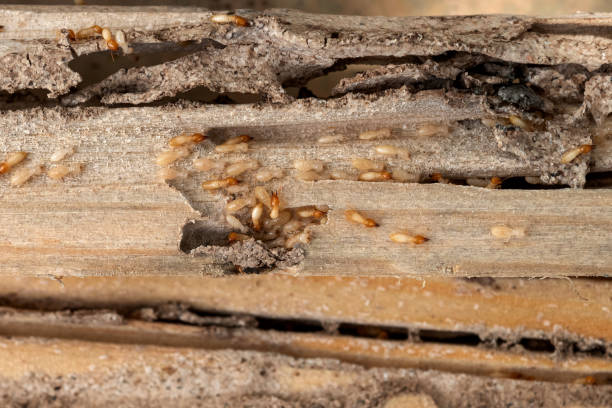 Best Local Pest Control Services  in Crescent City, FL